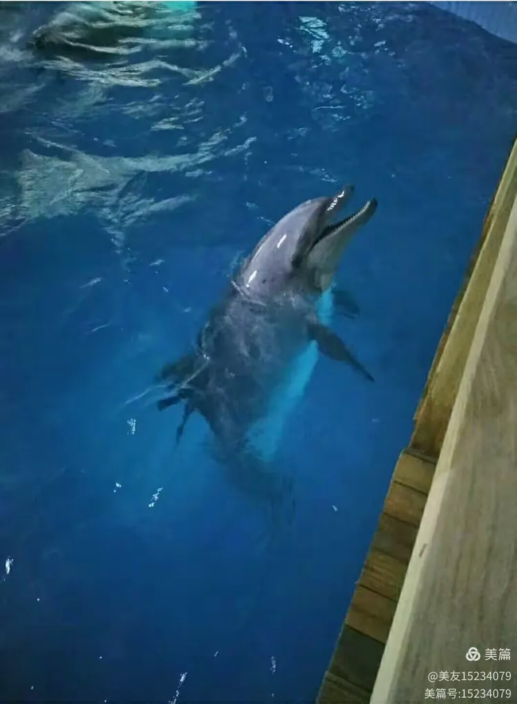  射击常规赛，中原铁骑队与辽东海豚队逆转，体能对抗拉满！赛后更衣室沸腾-开云体育直播